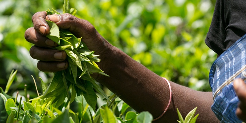 Unser Fairtrade Kaffeeprojekt in Honduras | ALDI SÜD