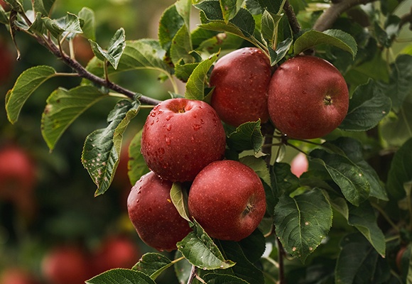 ALDI SÜD startet mit erster eigener Apfelsorte und sucht einen Namen