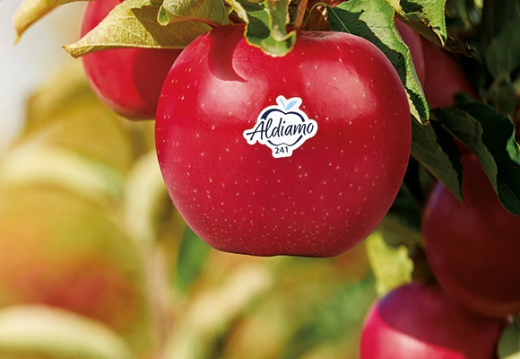 ALDI SÜD startet mit exklusiver Apfelsorte „ALDIamo“