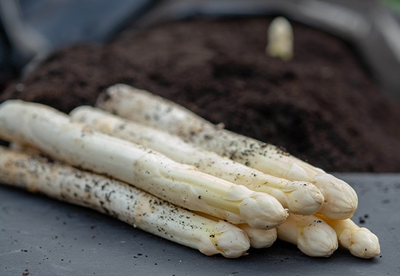 ALDI SÜD setzt auch in dieser Saison auf heimischen weißen und violetten Spargel