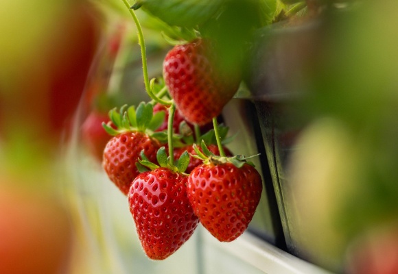 Garant für Genuss: ALDI SÜD gibt mit exklusiver „ALDIna“ Erdbeere Geschmacksversprechen