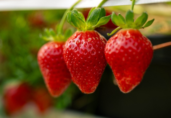 Garant für Genuss: ALDI SÜD gibt mit exklusiver „ALDIna“ Erdbeere Geschmacksversprechen