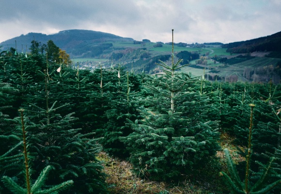 Weihnachtsbaum zum ALDI Preis – mit jeder Nordmanntanne einen Quadratmeter Wald aufforsten