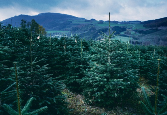 Klima-Nordmänner bei ALDI