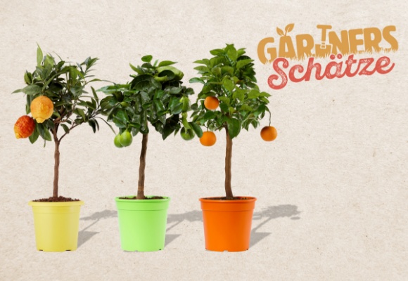 Regionale Pflanzen in Gärtnerqualität: ALDI SÜD bringt GÄRTNERS SCHÄTZE in die Filialen