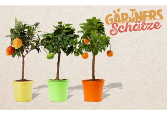  Regionale Pflanzen in Gärtnerqualität: ALDI SÜD bringt GÄRTNERS SCHÄTZE in die Filialen