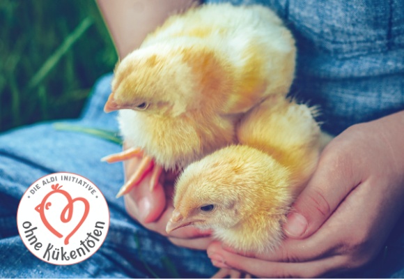 Zwischenbilanz: Bei ALDI SÜD ist jedes zweite Ei frei von Kükentöten