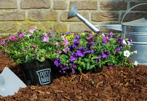  ALDI SÜD bringt abbaubare Blumentöpfe von Pottburri in die Filialen