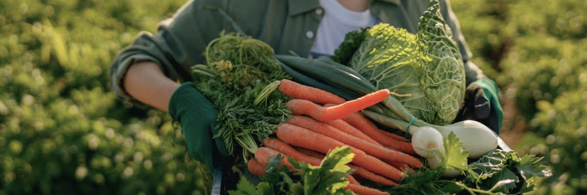 Hände mit Kiste frisch geerntetem Bio-Gemüse.