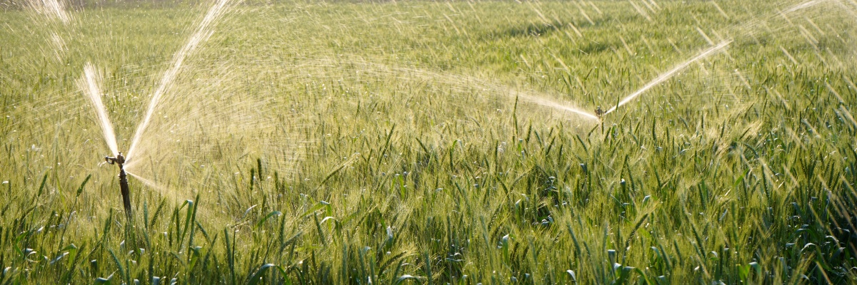 Wassersprenger im Weizenfeld.