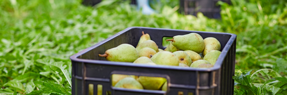 Eine Kiste mit Birnen.