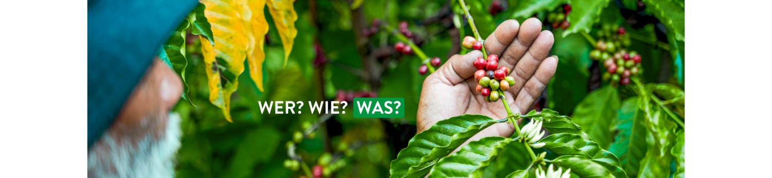 Hand hält frische Kaffeebohnen vor Strauch.