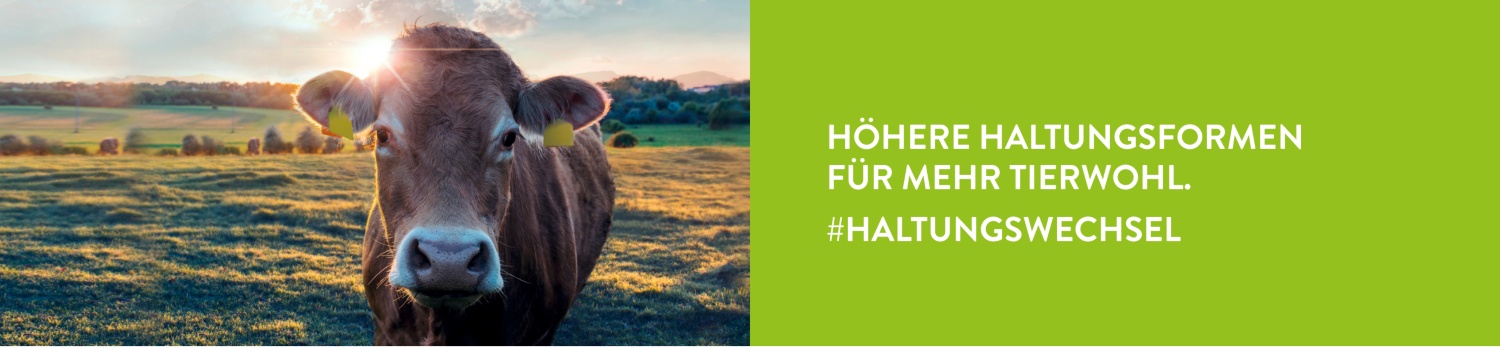 Eine Kuh schaut neugierig bei Sonnenaufgang auf einer Weide in die Kamera.