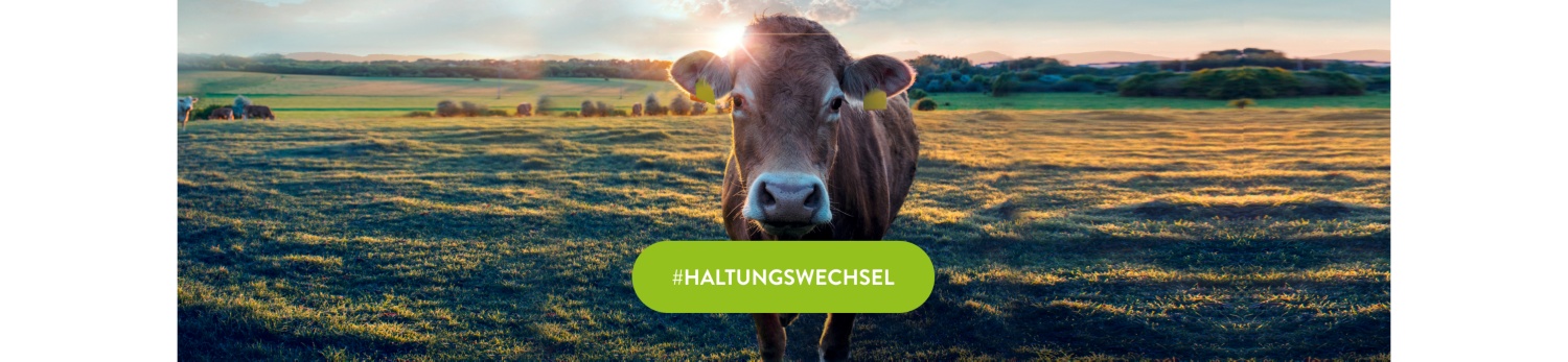 Eine Kuh schaut neugierig bei Sonnenaufgang auf einer Weide in die Kamera.