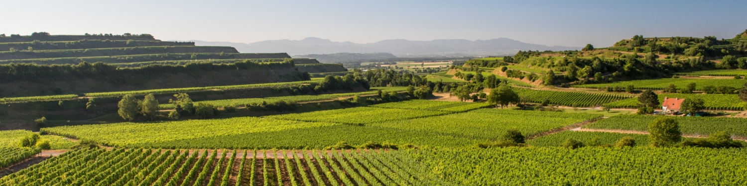 Weinberge in hügeliger Landschaft bei klarem Himmel, mit Reihen grüner Reben und einem kleinen Gebäude im Hintergrund.