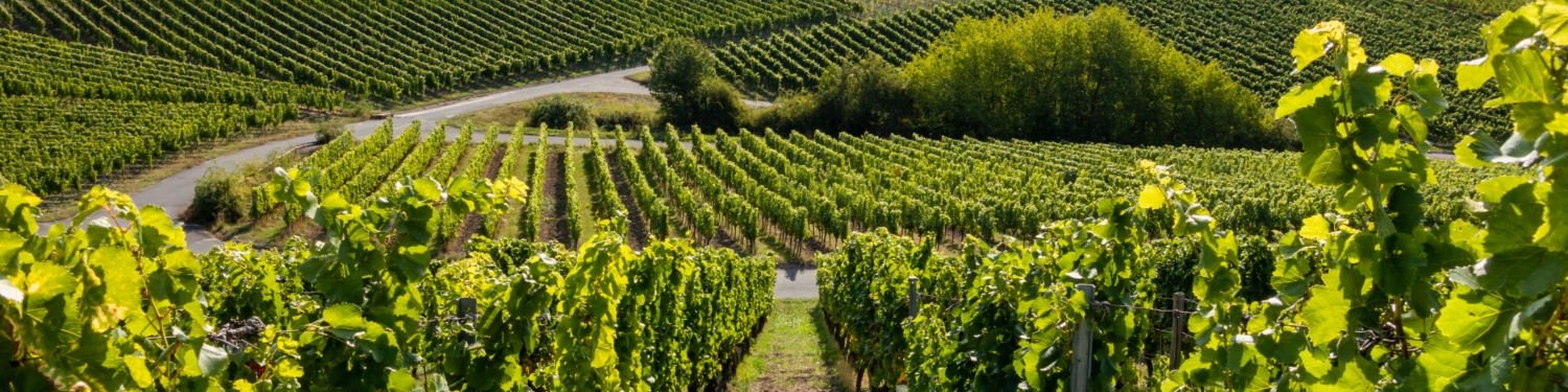 Weinberg mit grünen Rebenreihen, Hügeln im Hintergrund und blauem Himmel. Sommerliche Landschaft in der Weinregion.