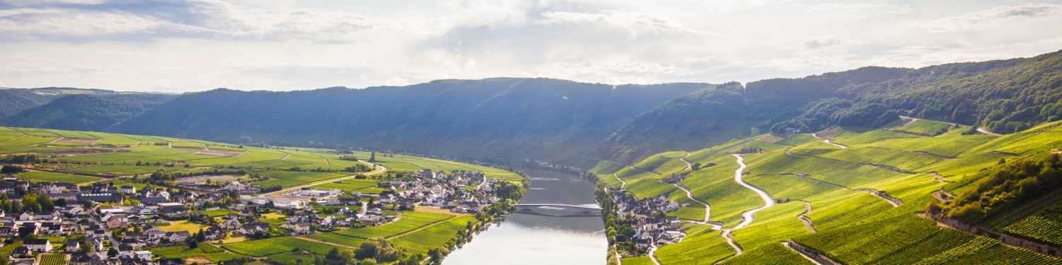 Blick auf die Mosel vom Hang umgeben von Weinbergen, die terrassenförmig angelegt sind.