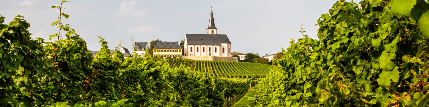 Blick auf ein Kloster im Rheingau umgeben von Rebflächen.