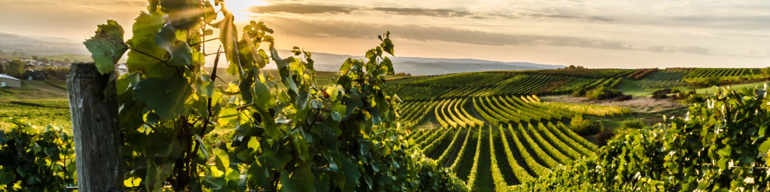 Blick auf grüne Reben in den Weinbergen von Rheinhessen in der Abendsonne.