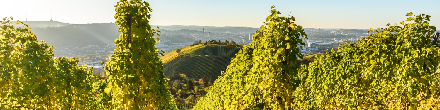 Weinberge im Sonnenlicht, Stuttgart im Hintergrund, klare Himmel, grüne Reben in Reihen auf Hügeln.