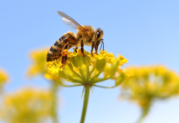 Linee guida per l'acquisto di fiori e piante