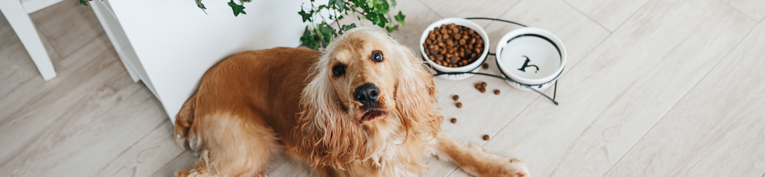 Bocconcini per cani Romeo