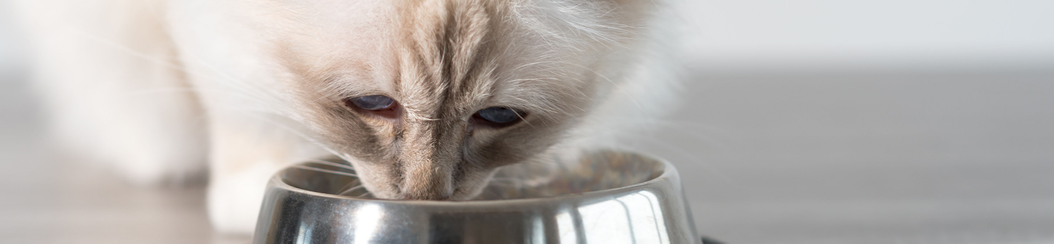 Bocconcini per gatti in busta Cachet