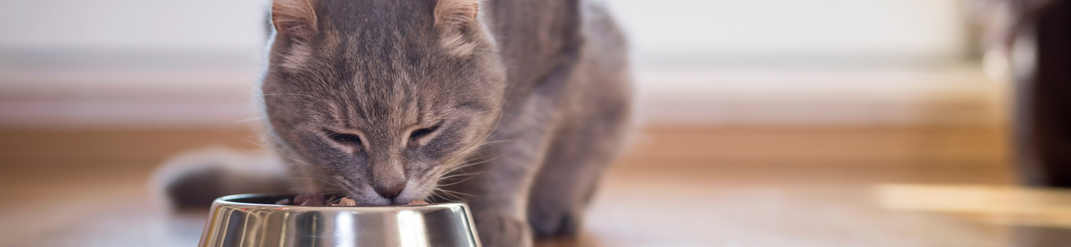 Croccantini per gatti Premium Shah