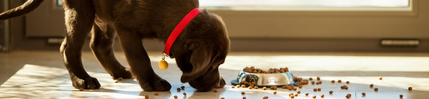 Crocchette per cani Premium Romeo