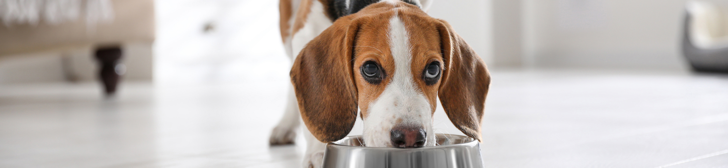 Snack di filetto per cani Romeo