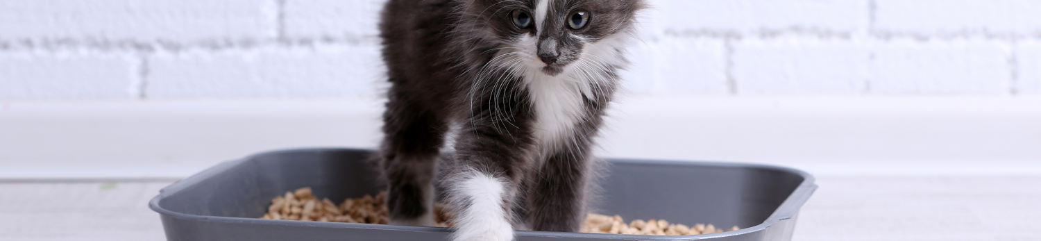 Lettiera Premiun in Silicio Shah