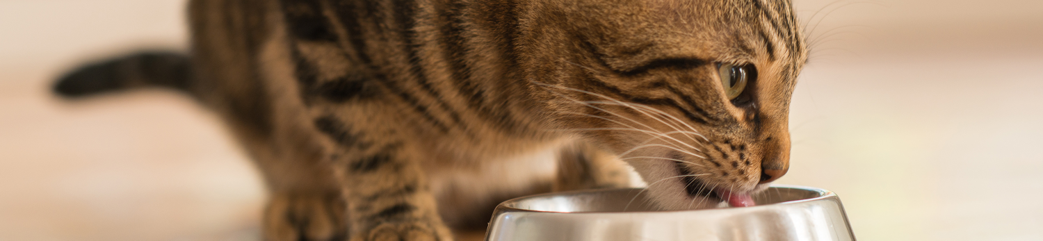 Patè per gatti in busta senza cereali Shah