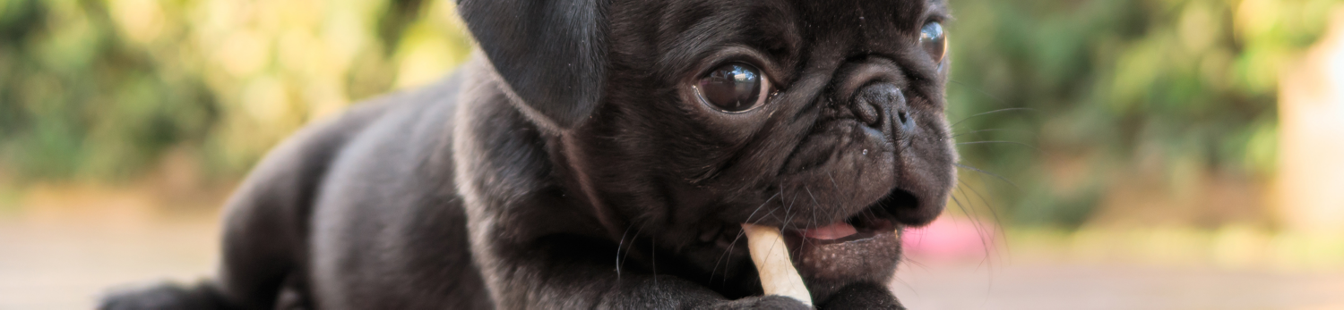 Snack per cani Romeo