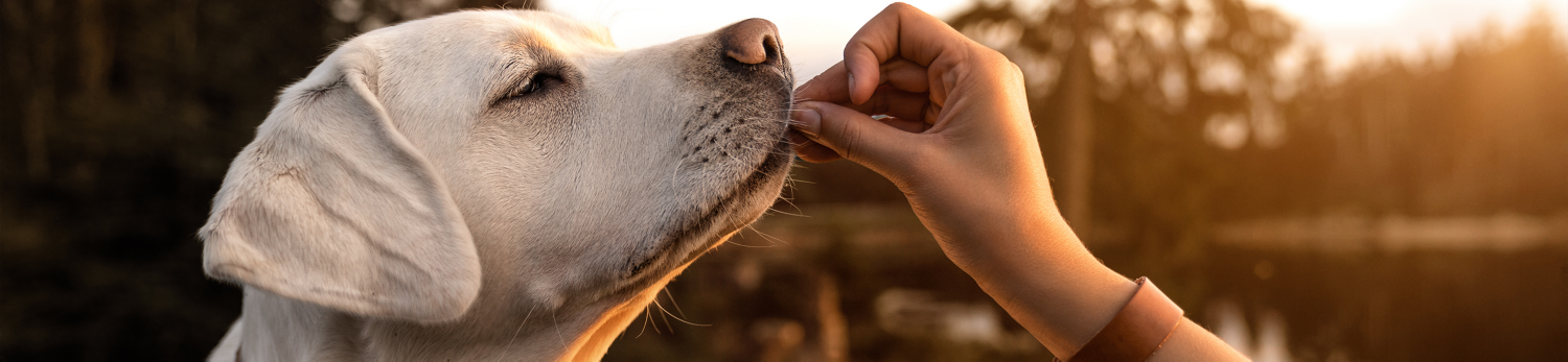 Snack per cani Romeo