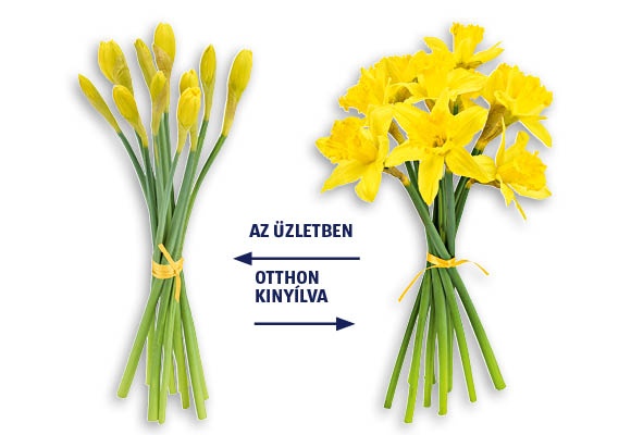 Nárciszcsokor, 9 szál/csokor 