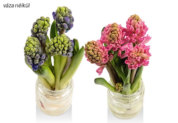 Jácintcsokor, 4 szál/csokor