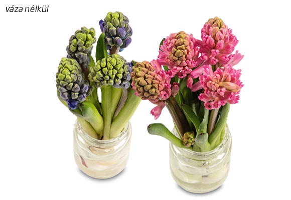 Jácintcsokor, 4 szál/csokor