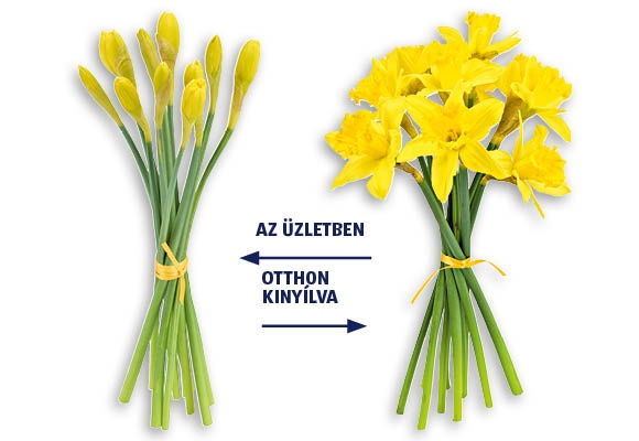 Nárciszcsokor, 9 szál/csokor 