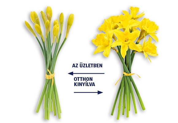 Nárciszcsokor, 9 szál/csokor 