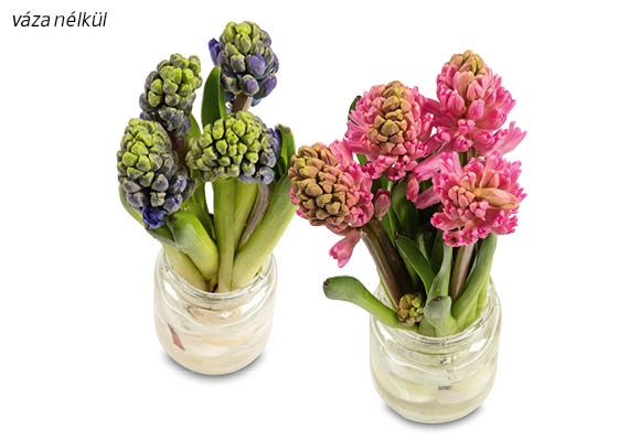 Jácintcsokor, 4 szál/csokor