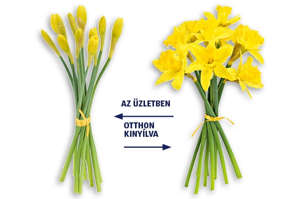 Nárciszcsokor, 9 szál/csokor 