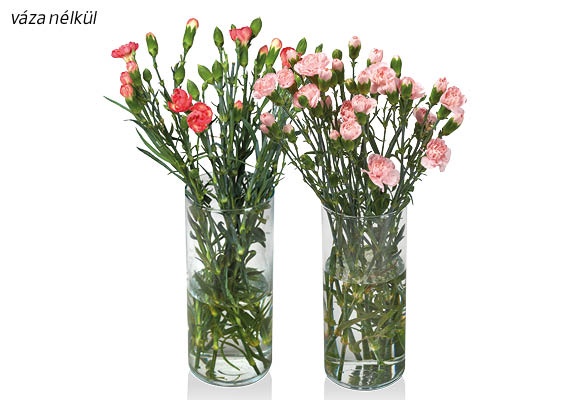 Miniszegfűcsokor, 10 szál/csokor