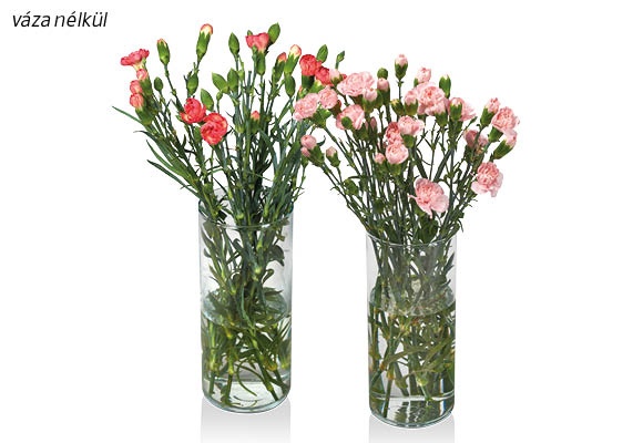 Miniszegfűcsokor, 10 szál/csokor