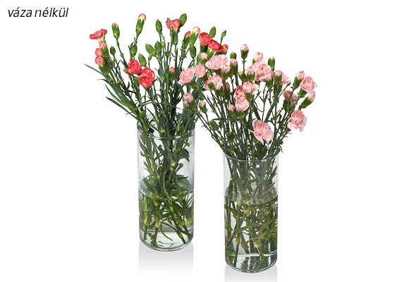 Miniszegfűcsokor, 10 szál/csokor