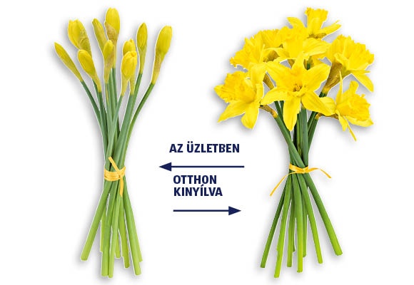 Nárciszcsokor, 9 szál/csokor 