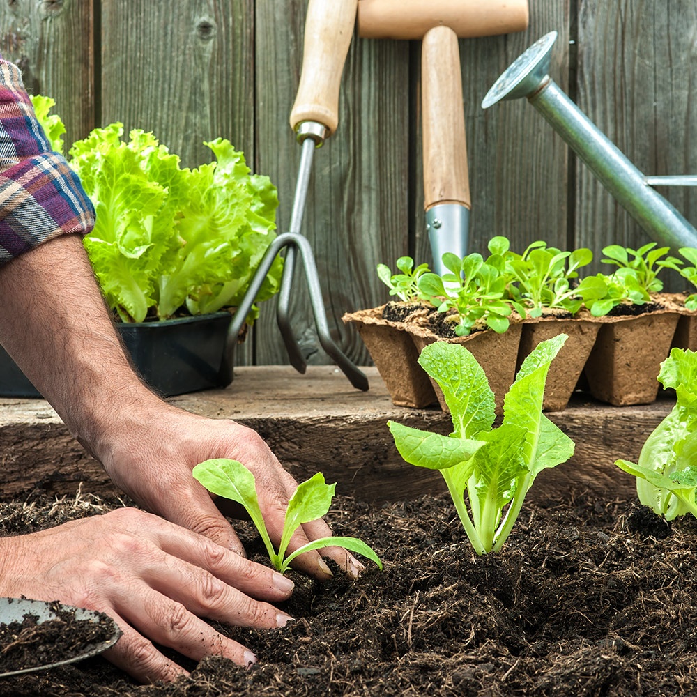 Orto sul balcone: consigli pratici ed ecosostenibili per un orto ricco