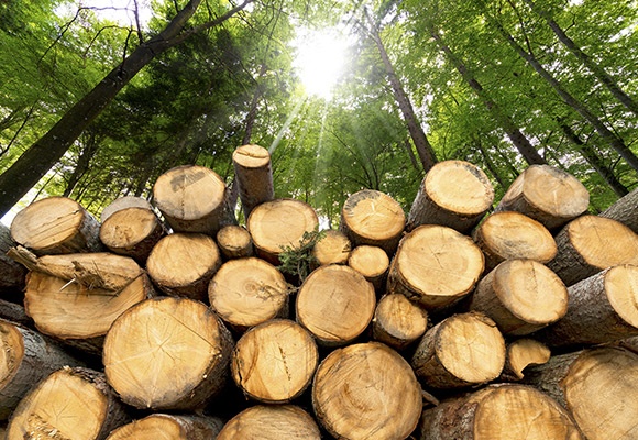 Linee guida per l’acquisto di legno