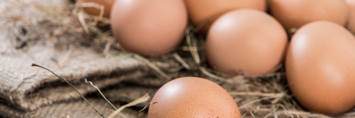 Več svežih jajc v suhi travi