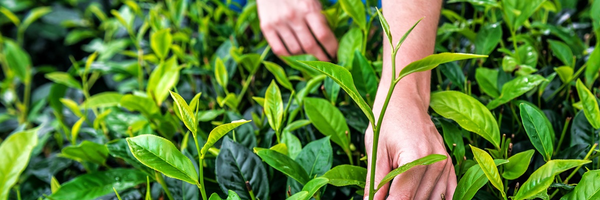 Nabiranje čaja na zelenih plantažah