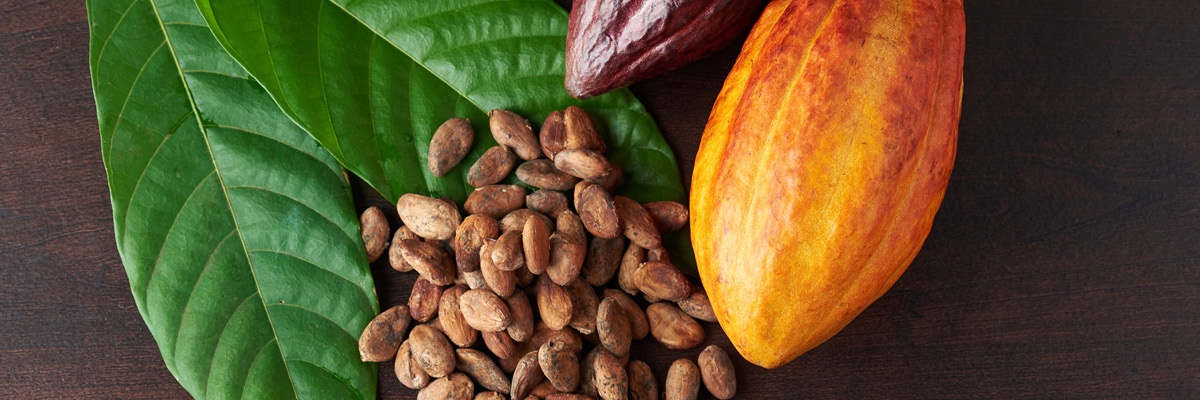 Sveža kakavova zrna in sadež na zelenem listu